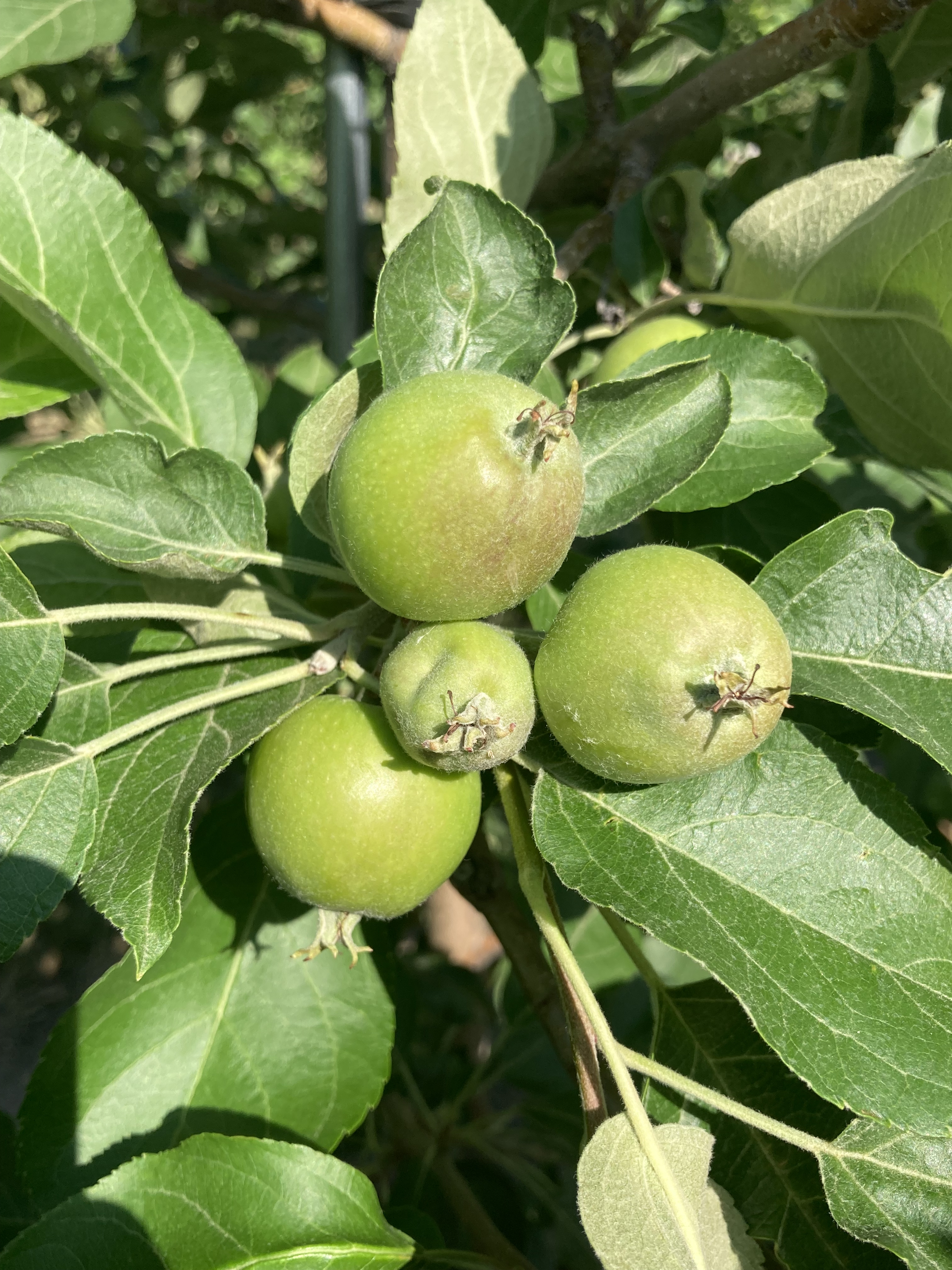 Apples on tree.